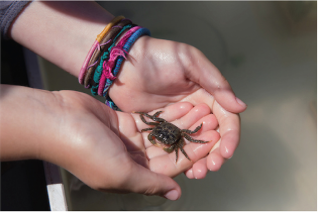 student holding a small gray crab in their palms 